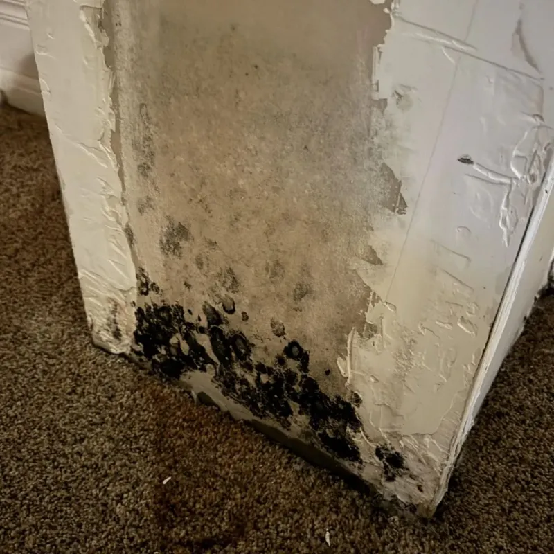 Professional Mold Removal in Tri-Lakes, IN